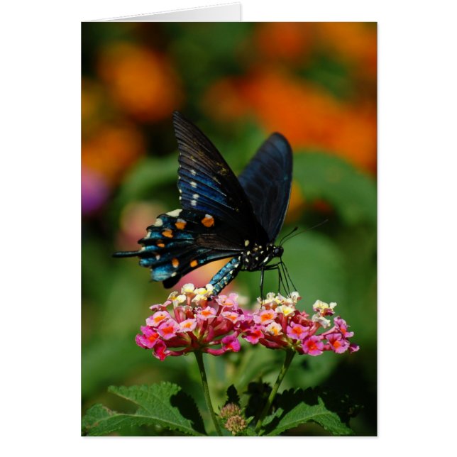 Mariposa de Pipevine Swallowtail (Frente)