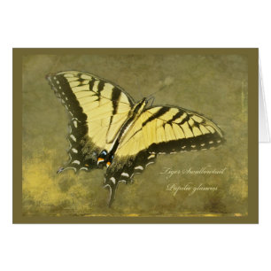 Mariposa de Swallowtail del tigre - glaucus de
