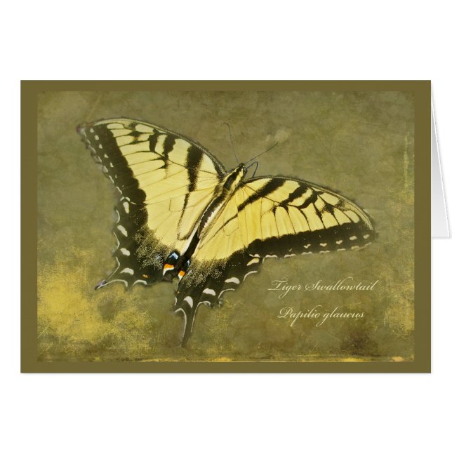 Mariposa de Swallowtail del tigre - glaucus de (Anverso (Horizontal))