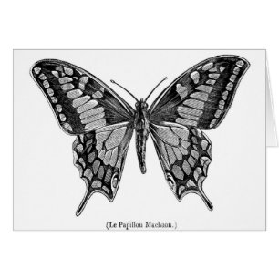 Mariposa de Swallowtail, ejemplo científico