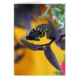 Mariposa de Swallowtail en la floración púrpura