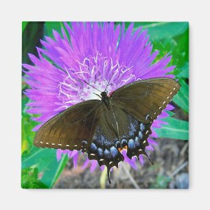 Mariposa de Swallowtail, imán púrpura de la flor