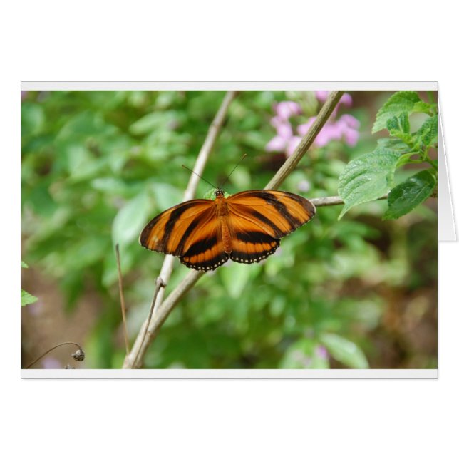 Mariposa de tigre (Anverso (Horizontal))