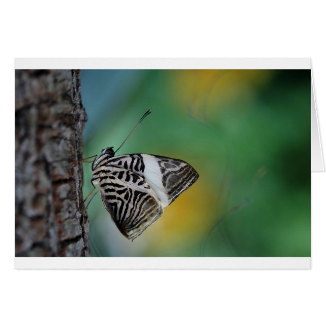 Mariposa de tigre blanco y negro (Anverso (Horizontal))
