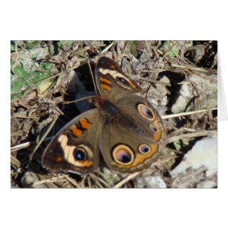 Mariposa del castaño de Indias