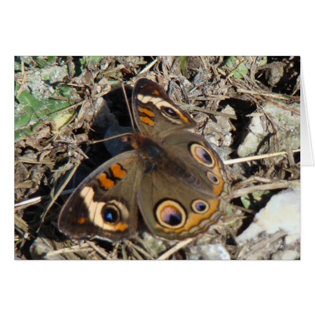 Mariposa del castaño de Indias (Anverso (Horizontal))