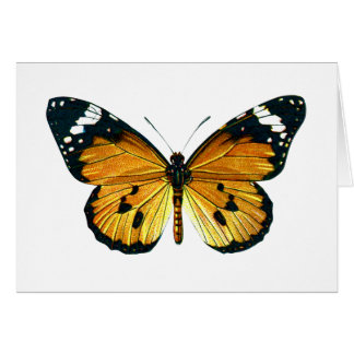 Mariposa del chrysippus del Danaus