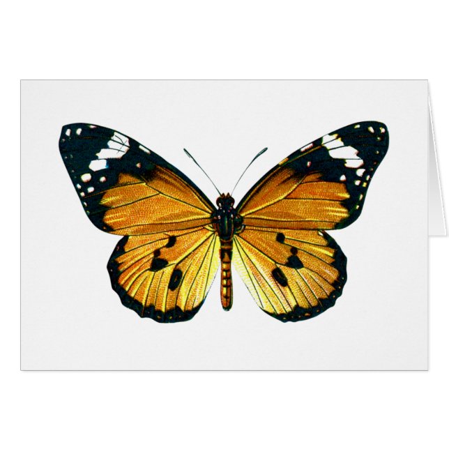 Mariposa del chrysippus del Danaus (Anverso (Horizontal))