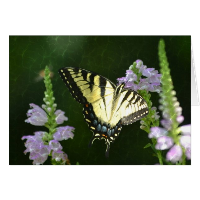 Mariposa deslumbrante (Anverso (Horizontal))