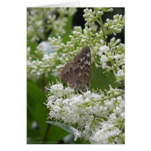 Mariposa: Emperador Hackberry