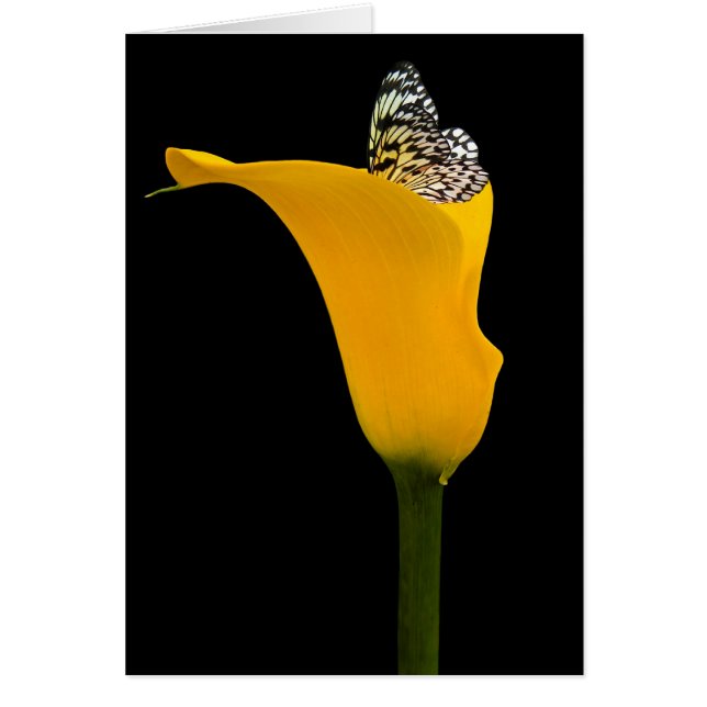 mariposa en calla lily (Frente)