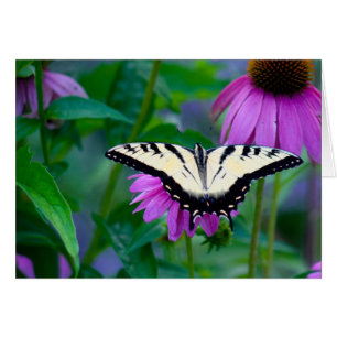 Mariposa en Coneflower