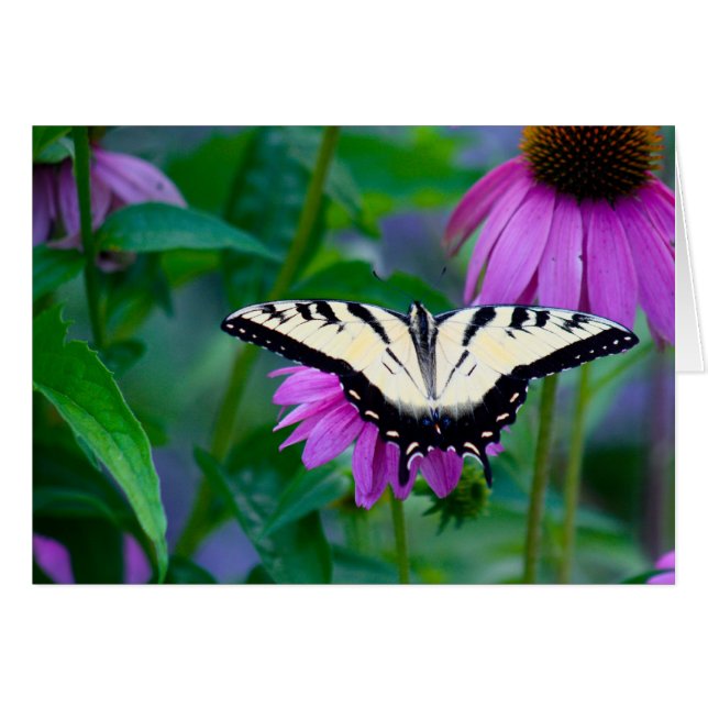 Mariposa en Coneflower (Anverso (Horizontal))