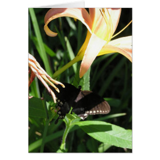 Mariposa en descanso