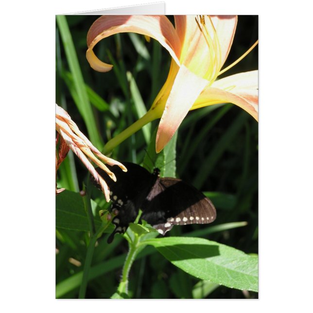 Mariposa en descanso (Frente)