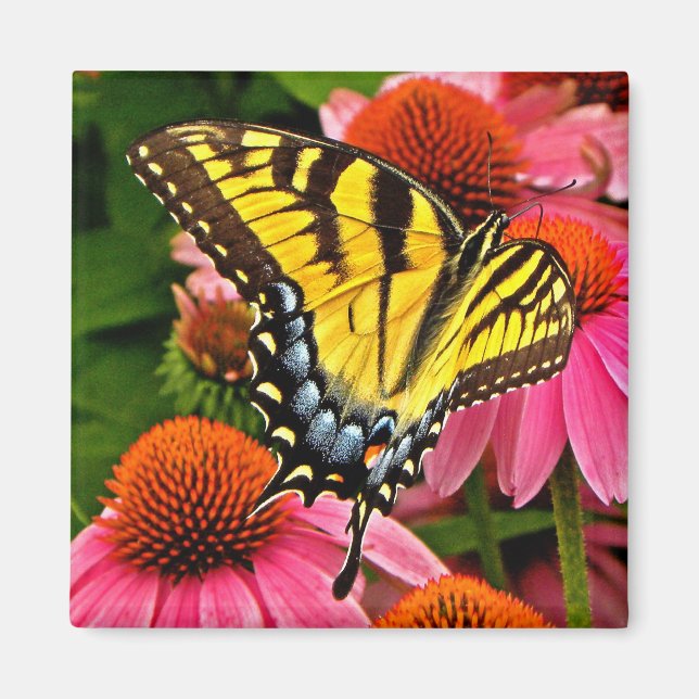 Mariposa en el imán de flor v22 (Frente)