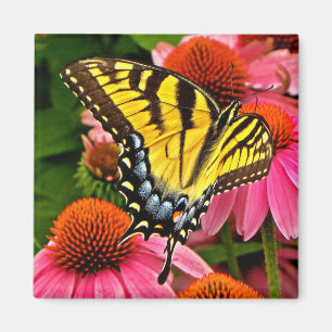 Mariposa en el imán de la flor v22