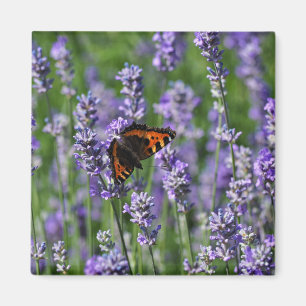 Mariposa en el imán de la nevera de Lavender