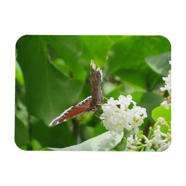 Mariposa en el imán Lilac de primavera (Horizontal)