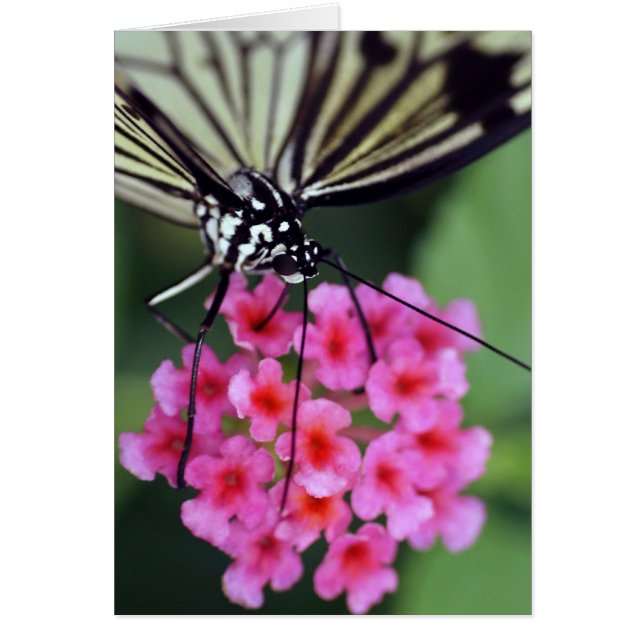 Mariposa en flor rosa (Frente)