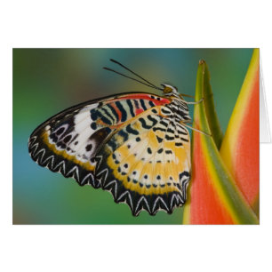 Mariposa en Flor Tropical