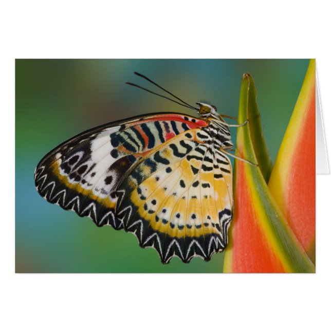 Mariposa en Flor Tropical (Anverso (Horizontal))