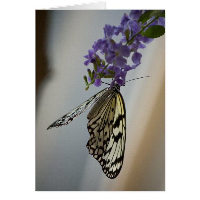 Mariposa en flores moradas (Frente)