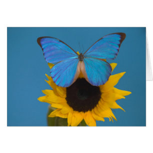 Mariposa en Girasol