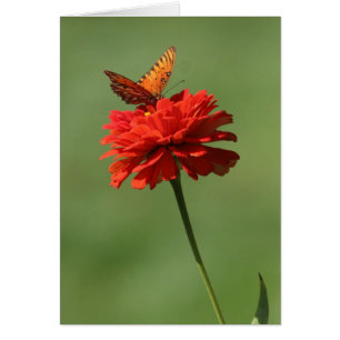 Mariposa en la flor