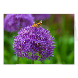 Mariposa en la flor Allium