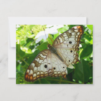 Mariposa en la fotografía de la naturaleza tropica