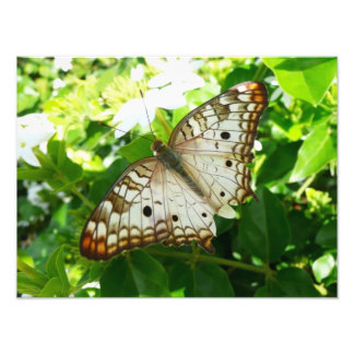 Mariposa en la fotografía de la naturaleza tropica