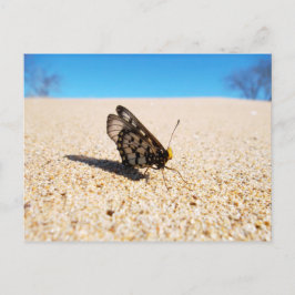 Mariposa en la postal de la playa