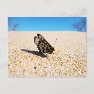 Mariposa en la postal de la playa