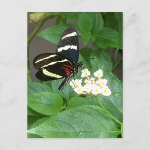 Mariposa en la postal de las flores