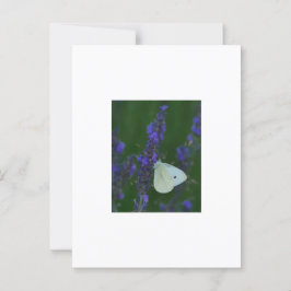 Mariposa en la postal Lavender