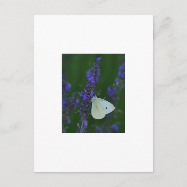 Mariposa en la postal Lavender (Anverso)
