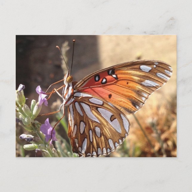 Mariposa en la postal Lavender (Anverso)