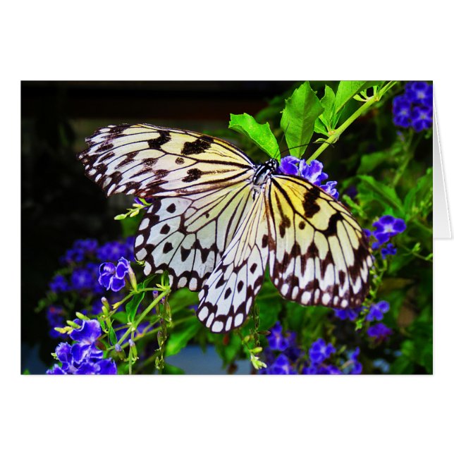 Mariposa en las flores azules (Anverso (Horizontal))