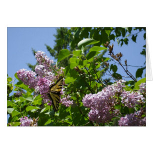 Mariposa en Lilac Bush