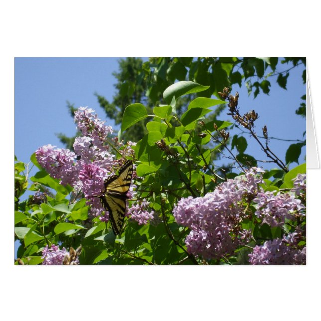 Mariposa en Lilac Bush (Anverso (Horizontal))