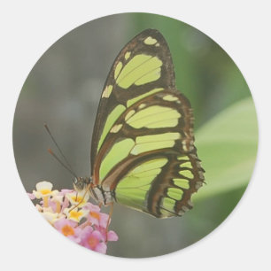 Mariposa en los pegatinas de la flor