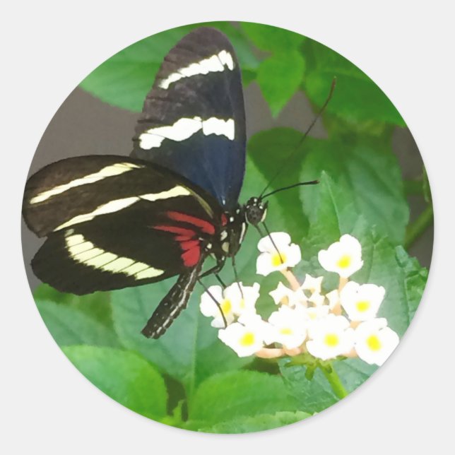 Mariposa en pegatinas florales (Anverso)