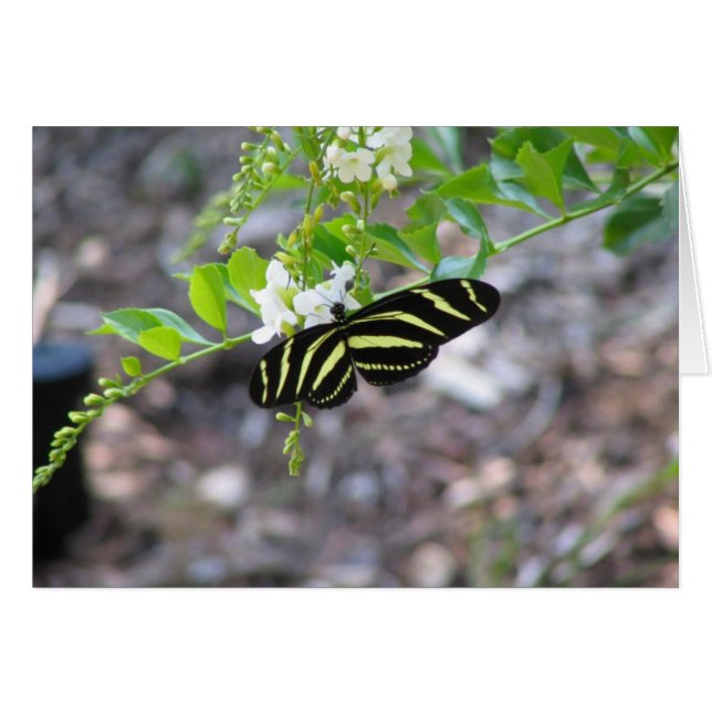 Mariposa en reposo (Anverso (Horizontal))