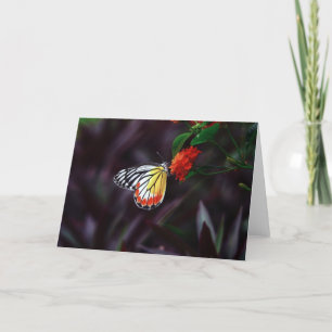 Mariposa en tarjetas de felicitación de la flor