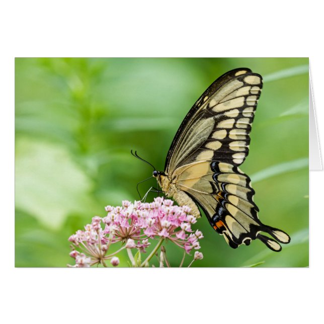Mariposa En Una Flor (Anverso (Horizontal))
