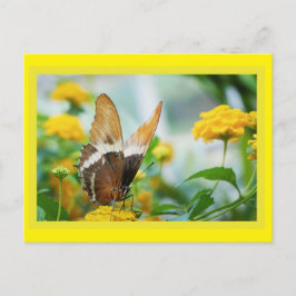 Mariposa en una postal de flores