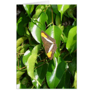 Mariposa en verde