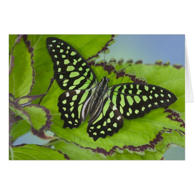 Mariposa en verde (Anverso (Horizontal))