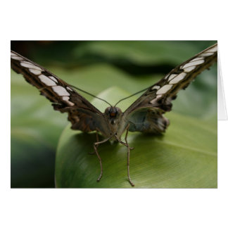 Mariposa en verde - interior en blanco